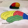 Play Dough model showing the 4 lobes of the brain