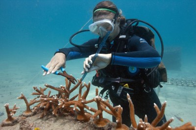 Workin With Staghorn Coral
