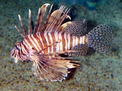 Lionfish 1