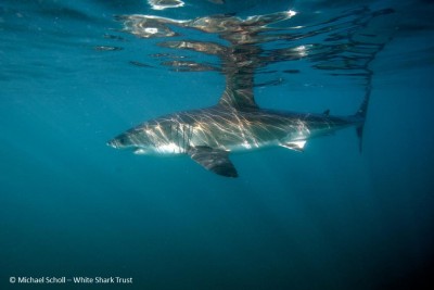 White Shark S. Africa -MScholl - White Shark Trust