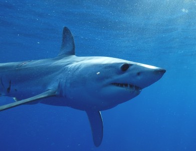 Mako Shark (credit: George Schellenger, GHOF)