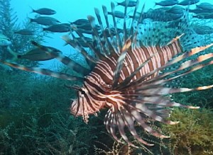 lionfish