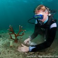 Nova Southeastern University Oceanographic Center Graduate Research Assistant Keri O’Neil  cementing coral fragment to the damaged coral reef.