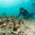 NSU researchers work on the university’s coral nurseries off the coast of Ft. Lauderdale.