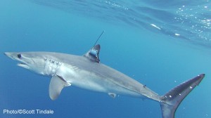 Shark Week photo