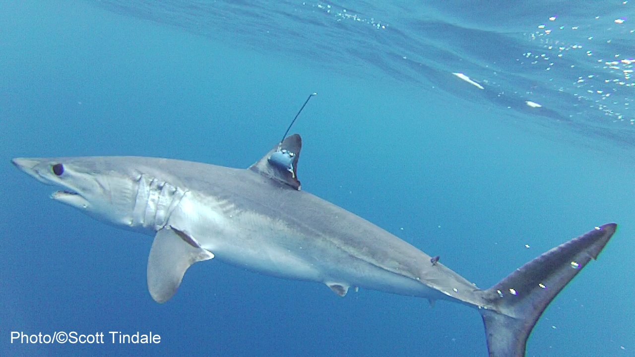 NSU Shark-tracking Website Helps Viewers 'Dive Into Shark Week