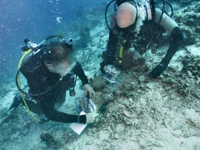 Charles Messing, Ph.D. and doctoral student Kristian Taylor photograph and prepare to collect a small crinoid.
