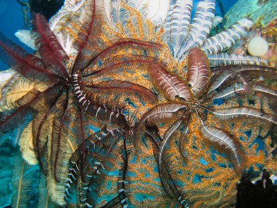 A crowd of Colobometra perspinosa feather stars on an orange sea fan. 
