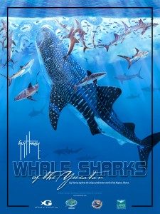 Whale Shark Poster