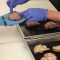 Close-Up of Sheep Brains