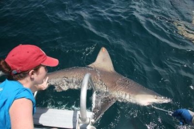 NSU Students & Researchers Tag a Shark