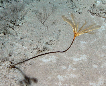 New Sea Lily - crinoid - species - NSU