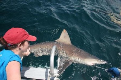 Sandbar shark (Carcharhinus plumbeus) caught for tagging and genetic sampling off of Hollywood Beach, FL.