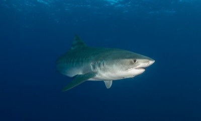 Tiger Shark - Credit: Nick Filmalter/Danah Divers