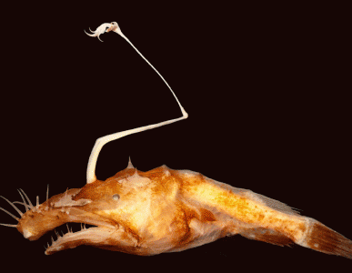 Lasiognathus dinema - new Anglerfish (Theodore Pietsch, Ph.D.)