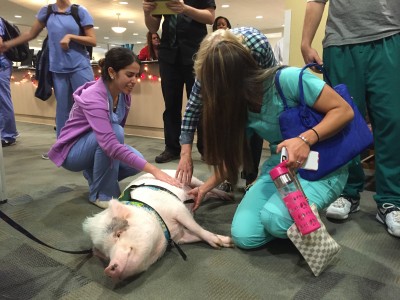 Humane Society of Broward volunteer Rori Halpern and her potbellied pig, Wilbur, 2