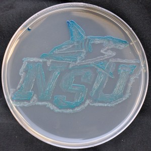 NSU shark-agar art