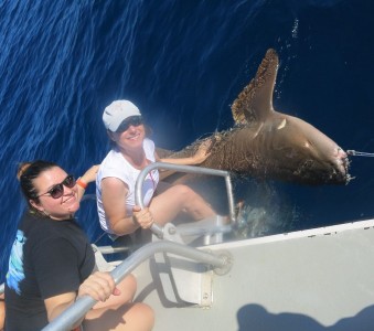 Nuses with nurse shark