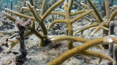 Staghorn coral planted by Nova Sotheastern University in Lauderdale-by-the-Sea a year ago.
