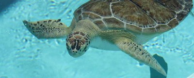 banner-captain-sea-turtle-MEEC