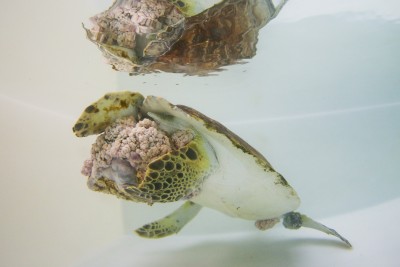 Fibropapillomatosis in green sea turtles