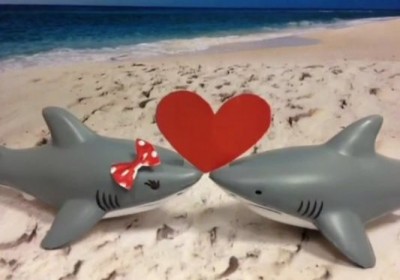Newswise: Long-Lasting Love: Name a Shark for Valentine’s Day