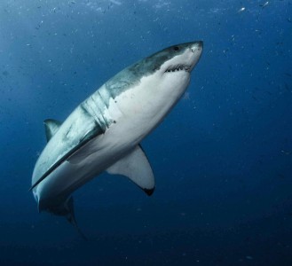 White-shark_6b_Byron_Dilkes_Photo
